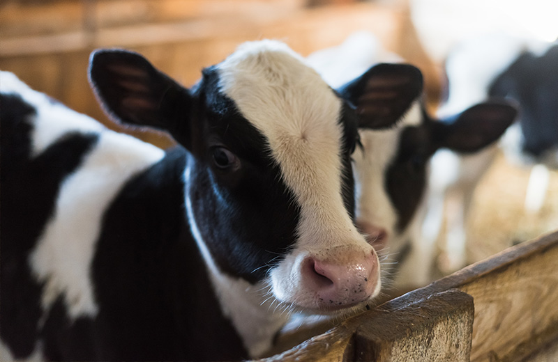 Calf-Milk,-Milk-Replacer - Mid West Farm Nutrition