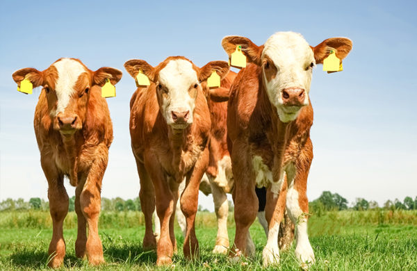 Calf, animal feeds from Mid West Farm Nutrition