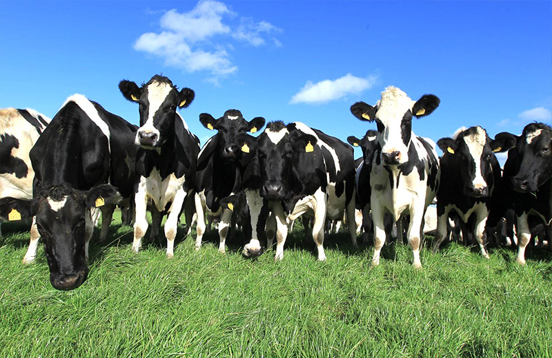 Dairy, animal feeds from Mid West Farm Nutrition